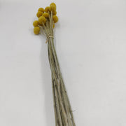 Ramos de Flores secas craspedia 120g  25000007 ARTEMIO CENTROARTESANO