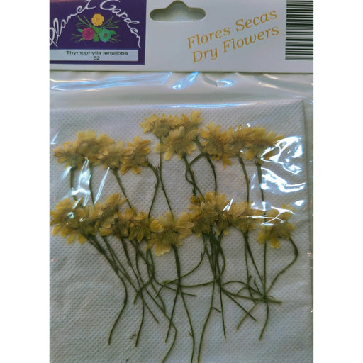 Flores secas prensadas 52 margarita amarilla CHOPO CENTROARTESANO