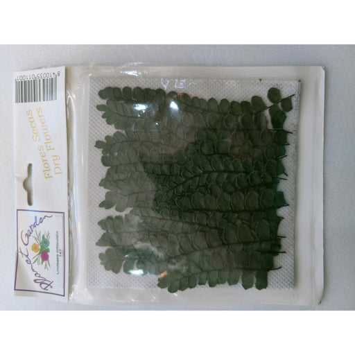 Hojas secas prensadas 147 Lindsaea orbiculata CHOPO CENTROARTESANO
