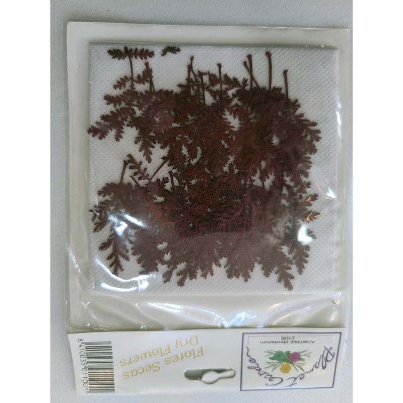 Hojas secas prensadas 155F Limonium CHOPO CENTROARTESANO