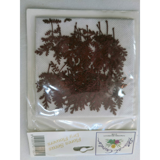 Hojas secas prensadas 155F Limonium CHOPO CENTROARTESANO