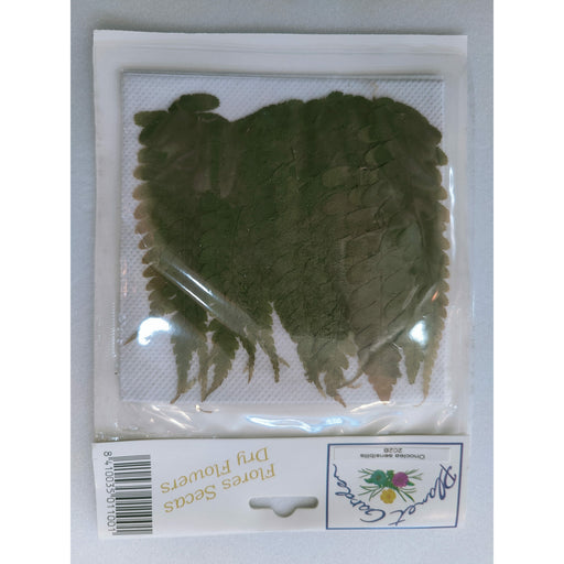 Hojas secas prensadas 202B Onocies sensibilis CHOPO CENTROARTESANO
